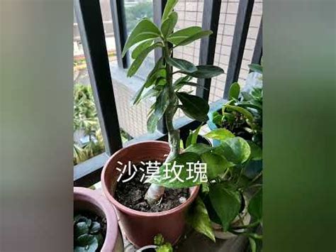 全日照植物 西曬|西曬陽台大型植物：7種適合種植的品種推薦 